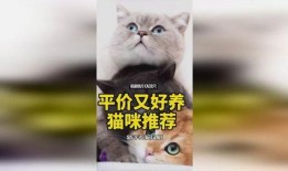 娱乐吃瓜酱神仙猫,揭秘娱乐圈背后的神秘故事