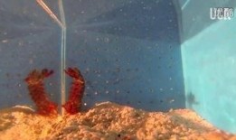 加州皮皮虾爆料视频,揭秘幕后真相