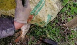 有网友爆料黑鱼仔视频吗,黑鱼仔视频事件引发热议