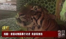 人兽视频在线观看