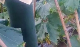 点爱心免费吃瓜,夏日炎炎甜蜜来袭！