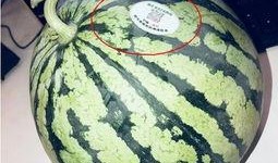 网红s弯吃瓜,揭秘娱乐圈背后的秘密与真相