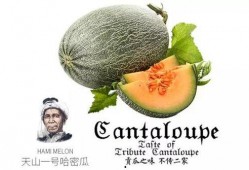 网红吃瓜推特号,带你领略娱乐圈幕后风云”