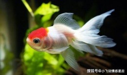 金鱼娱乐大爆料是真的吗,真相揭秘，是真是假？