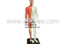 人体模型最新爆料